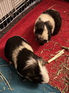 John and Jarvis - Photo 1