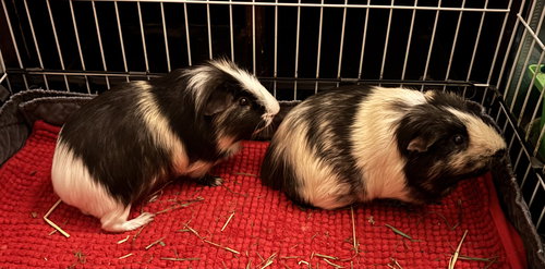 JOHN AND JARVIS - Guinea Pig available for adoption