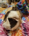 adoptable Guinea Pig in Aurora, IL named Nutmeg and Fluffers