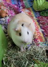 adoptable Guinea Pig in , IL named Ellie