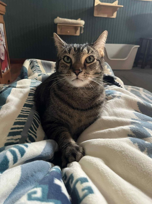 MICHELANGELO - Tabby available for adoption