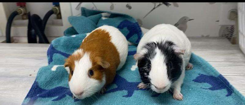 adoptable Guinea Pig in Aurora, IL named Sam and Charlie