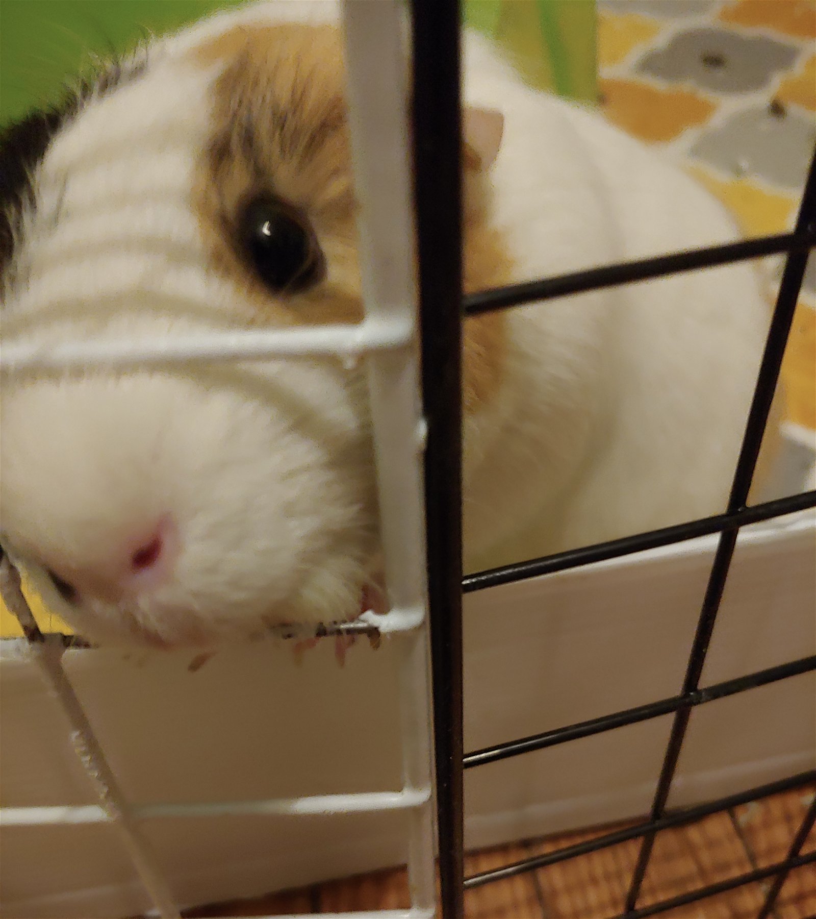 adoptable Guinea Pig in Aurora, IL named Amber