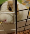 adoptable Guinea Pig in aurora, IL named Amber