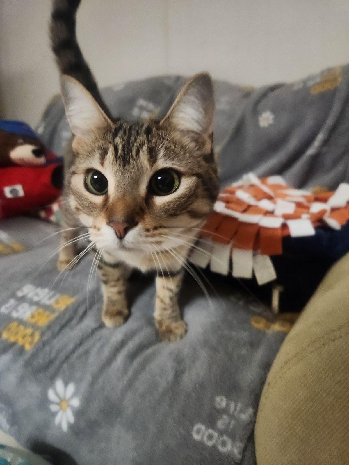 adoptable Cat in Aurora, IL named Stormy