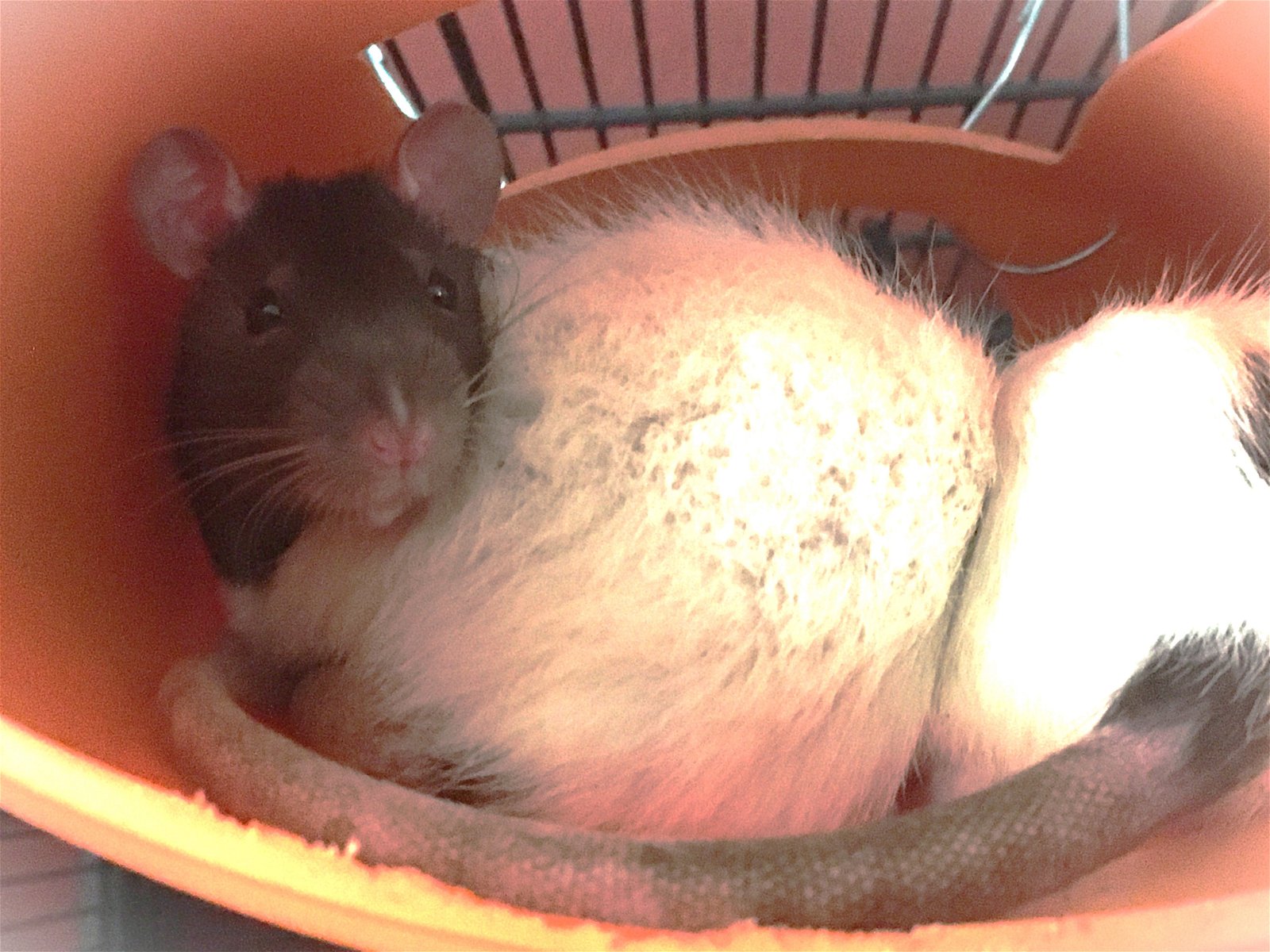 adoptable Rat in Aurora, IL named Amy, Mary Pat, & Kim