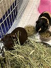 adoptable Guinea Pig in aurora, IL named Akita and Chica