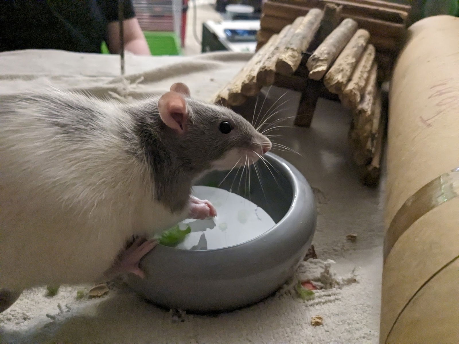 adoptable Rat in Aurora, IL named Princess Leia, Rebel, and Rose