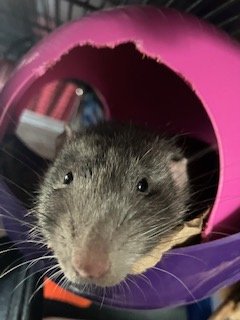 adoptable Rat in Aurora, IL named Skipper