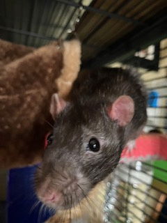 adoptable Rat in Aurora, IL named Skipper