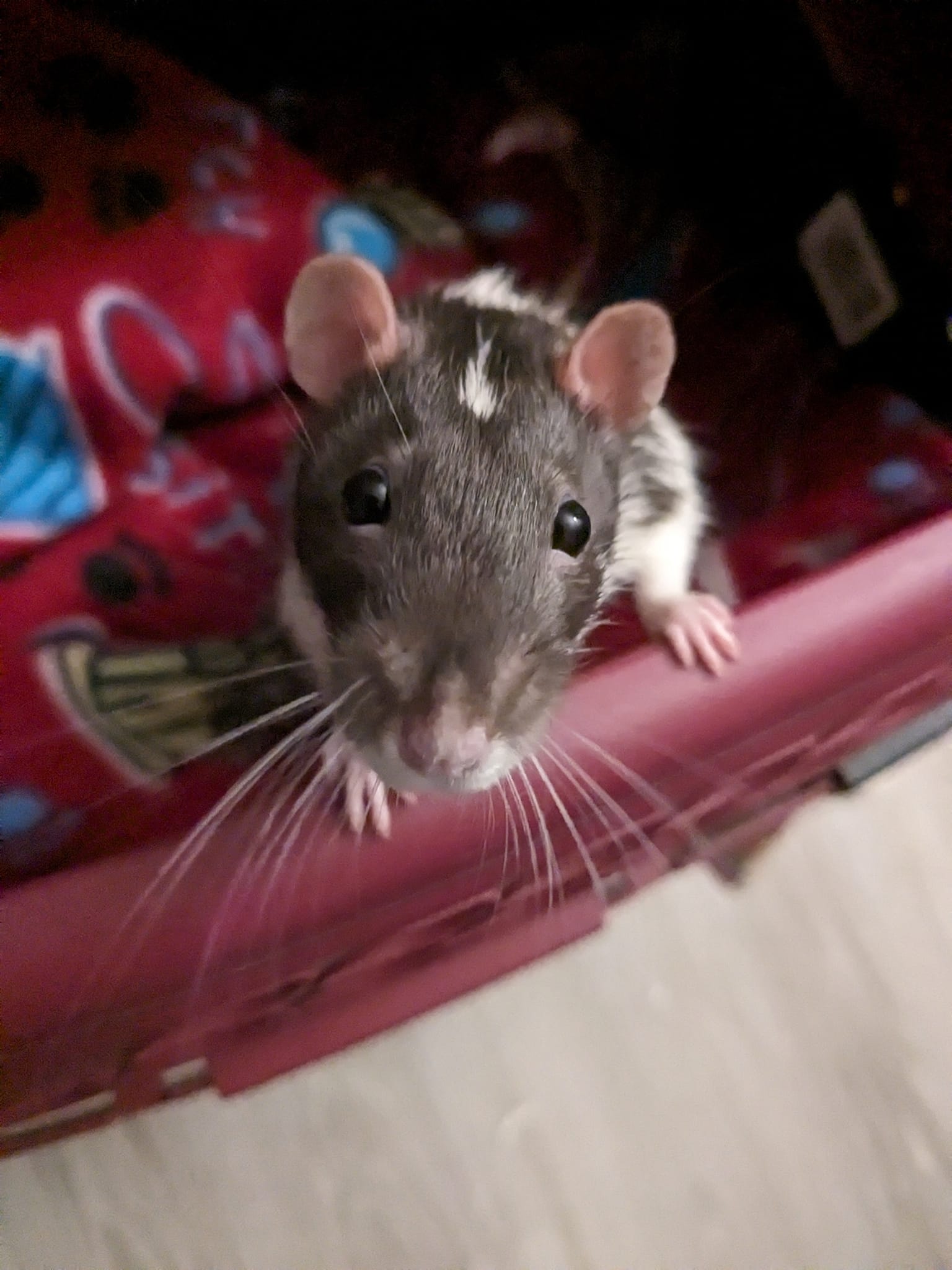 adoptable Rat in Aurora, IL named Fraser, Noble, Douglas