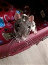 adoptable Rat in  named Fraser, Noble, Douglas