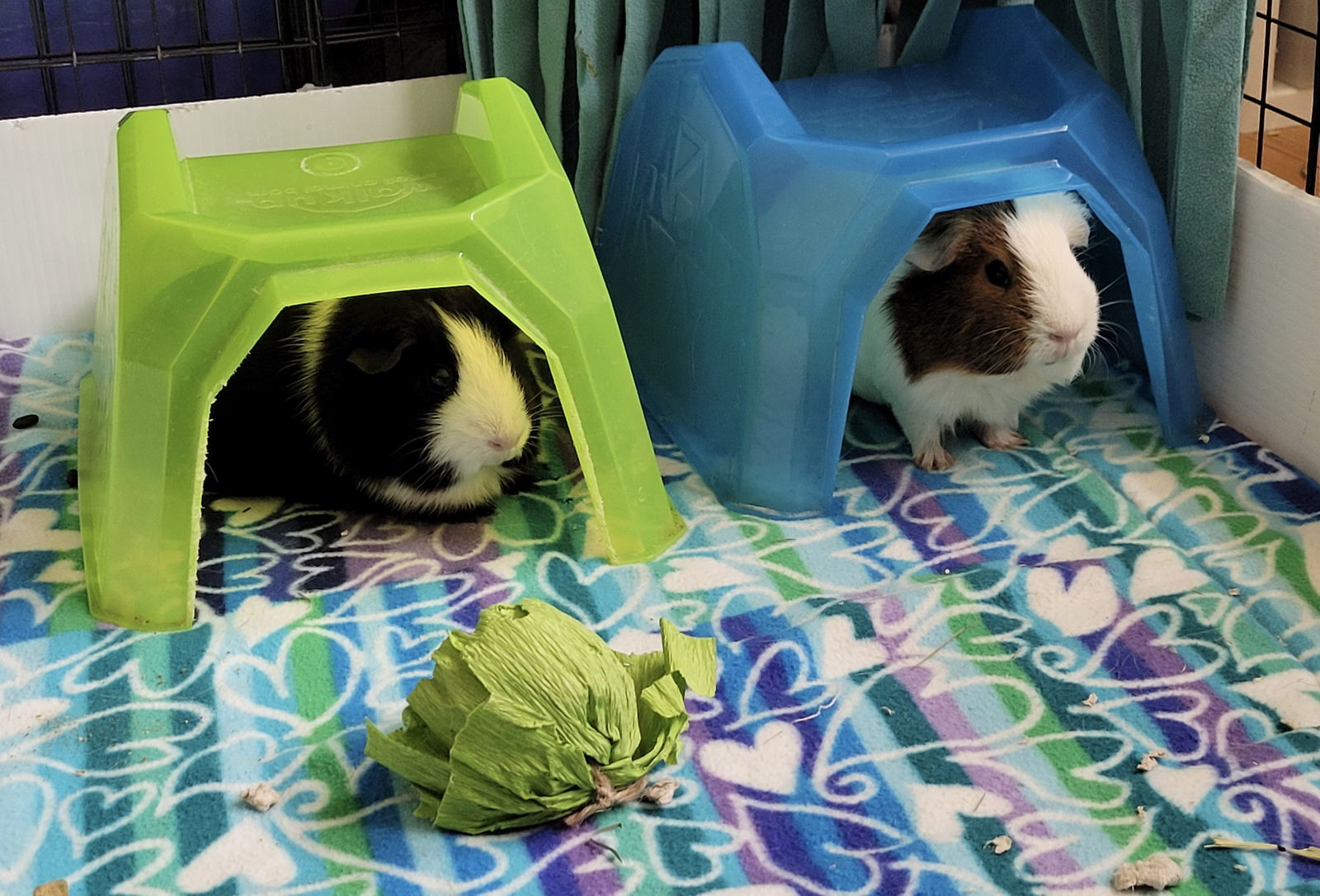 adoptable Guinea Pig in Aurora, IL named Ebony and Ivory