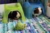 adoptable Guinea Pig in aurora, IL named Ebony and Ivory