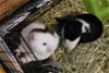 adoptable Guinea Pig in aurora, IL named Ebony and Ivory