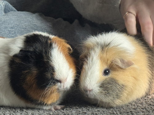 LACEY AND MACEY - Guinea Pig available for adoption