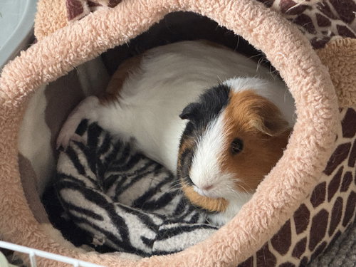 LACEY AND MACEY - Guinea Pig available for adoption