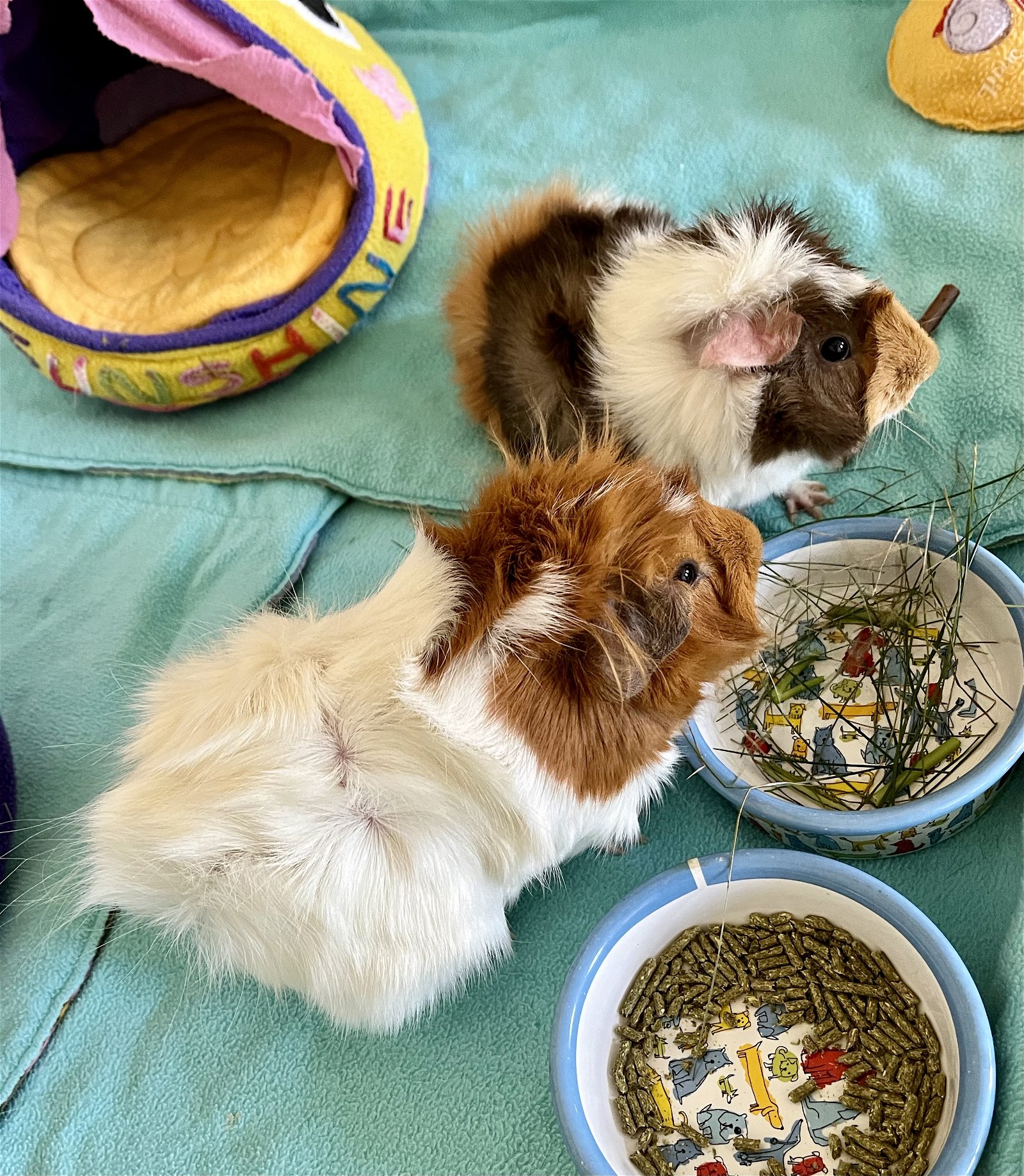 adoptable Guinea Pig in Aurora, IL named LuLu and Penny