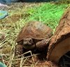 adoptable Tortoise in aurora, IL named Wolverine