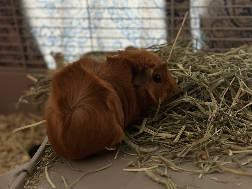 adoptable Guinea Pig in Aurora, IL named Brownie and Butterscotch