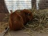 adoptable Guinea Pig in aurora, IL named Brownie and Butterscotch