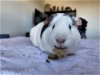 adoptable Guinea Pig in aurora, IL named Yue + Azula
