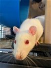 adoptable Rat in aurora, IL named Betty, Sylvia, Cherise & babies
