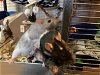adoptable Rat in aurora, IL named Deluth and babies