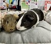adoptable Guinea Pig in aurora, IL named Zen and Coco