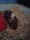 adoptable Guinea Pig in Aurora, IL named Primrose, Polly, and Rosy