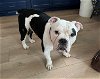 adoptable Dog in aurora, IL named Bunco