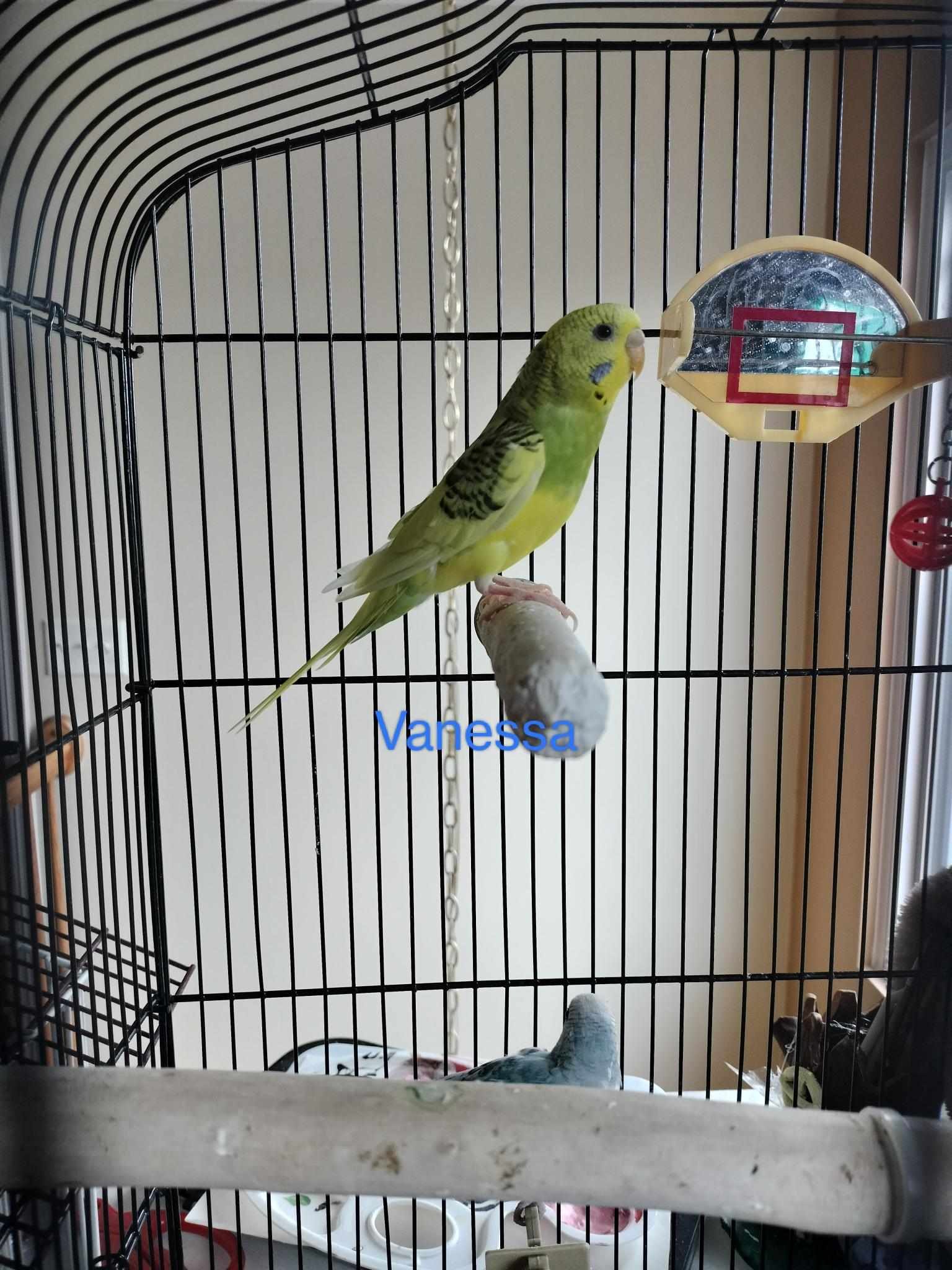 adoptable Bird in Aurora, IL named Vanessa and Isabella
