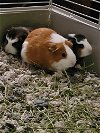 adoptable Guinea Pig in , IL named Jody, claire and Alex