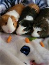 adoptable Guinea Pig in  named Jody, claire and Alex