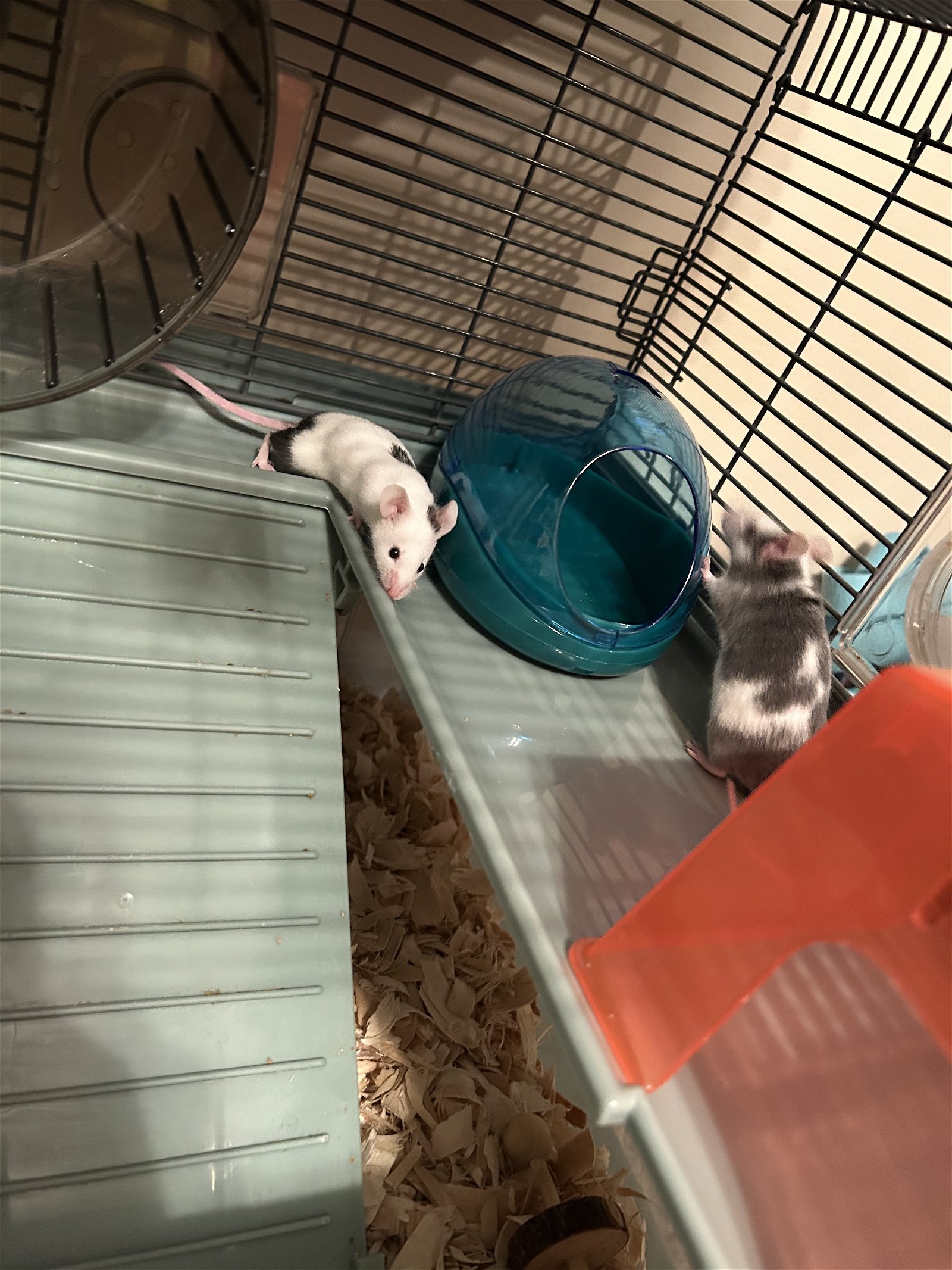 adoptable Mouse in Aurora, IL named Taylor & Midnight