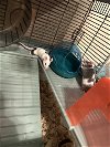adoptable Mouse in aurora, IL named Taylor & Midnight