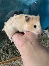 adoptable Hamster in aurora, IL named Omlette