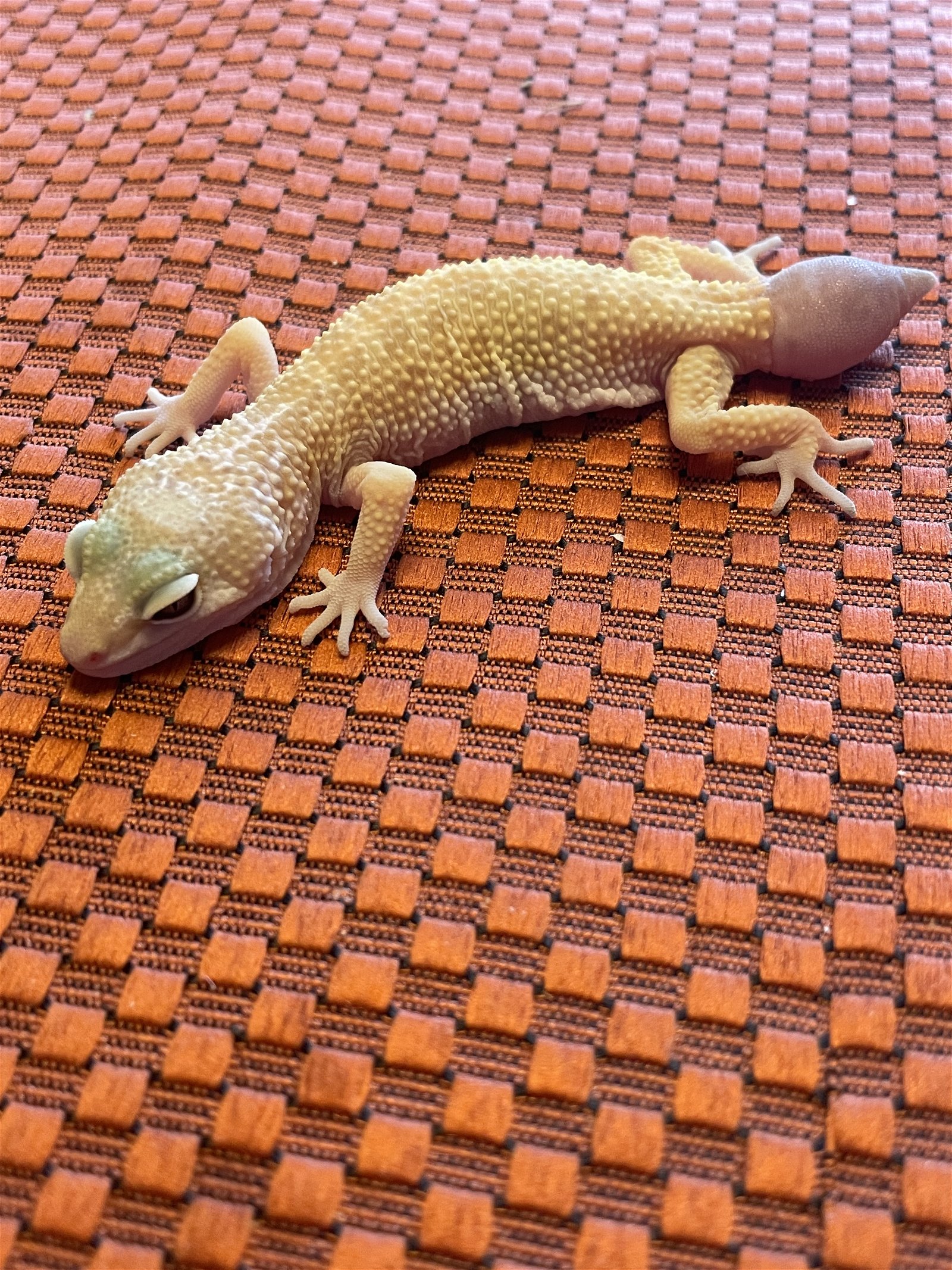 adoptable Gecko in Aurora, IL named Nellie