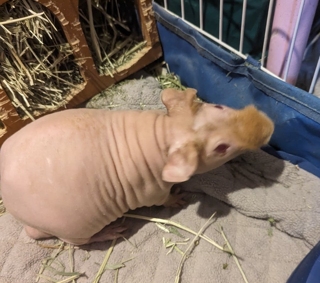 adoptable Guinea Pig in Aurora, IL named Waffle and Nugget