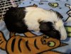adoptable Guinea Pig in aurora, IL named Comet