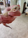 adoptable Gecko in  named Finley