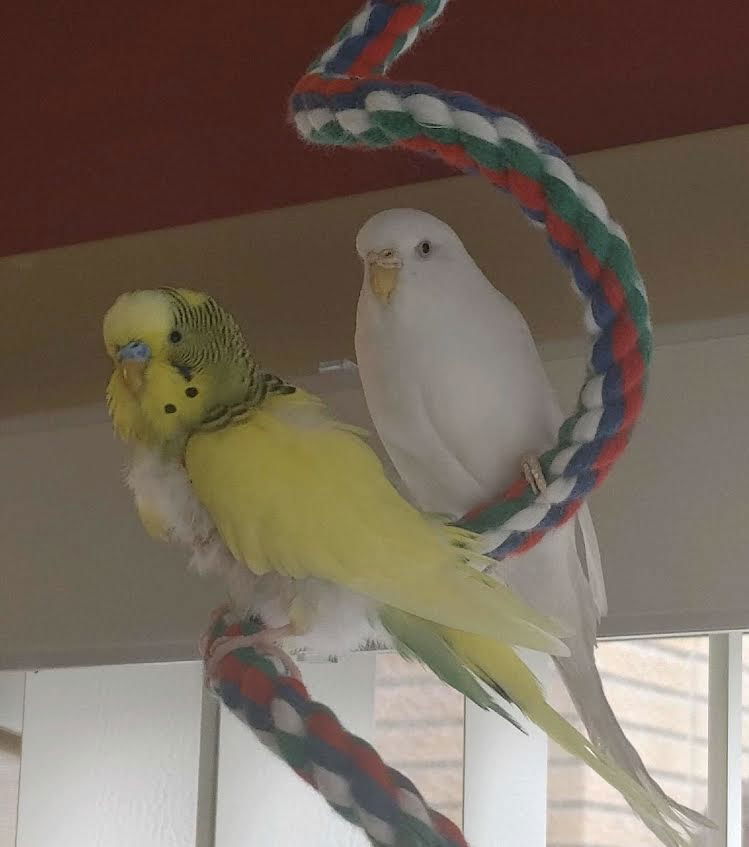 adoptable Bird in Aurora, IL named Spring and Snowball