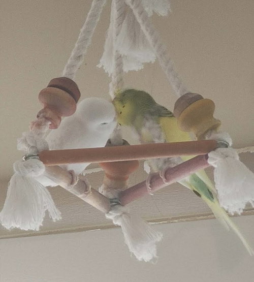 SPRING AND SNOWBALL - Parakeet - Other available for adoption