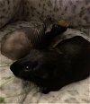 adoptable Guinea Pig in  named Nutter Butter and Puddin