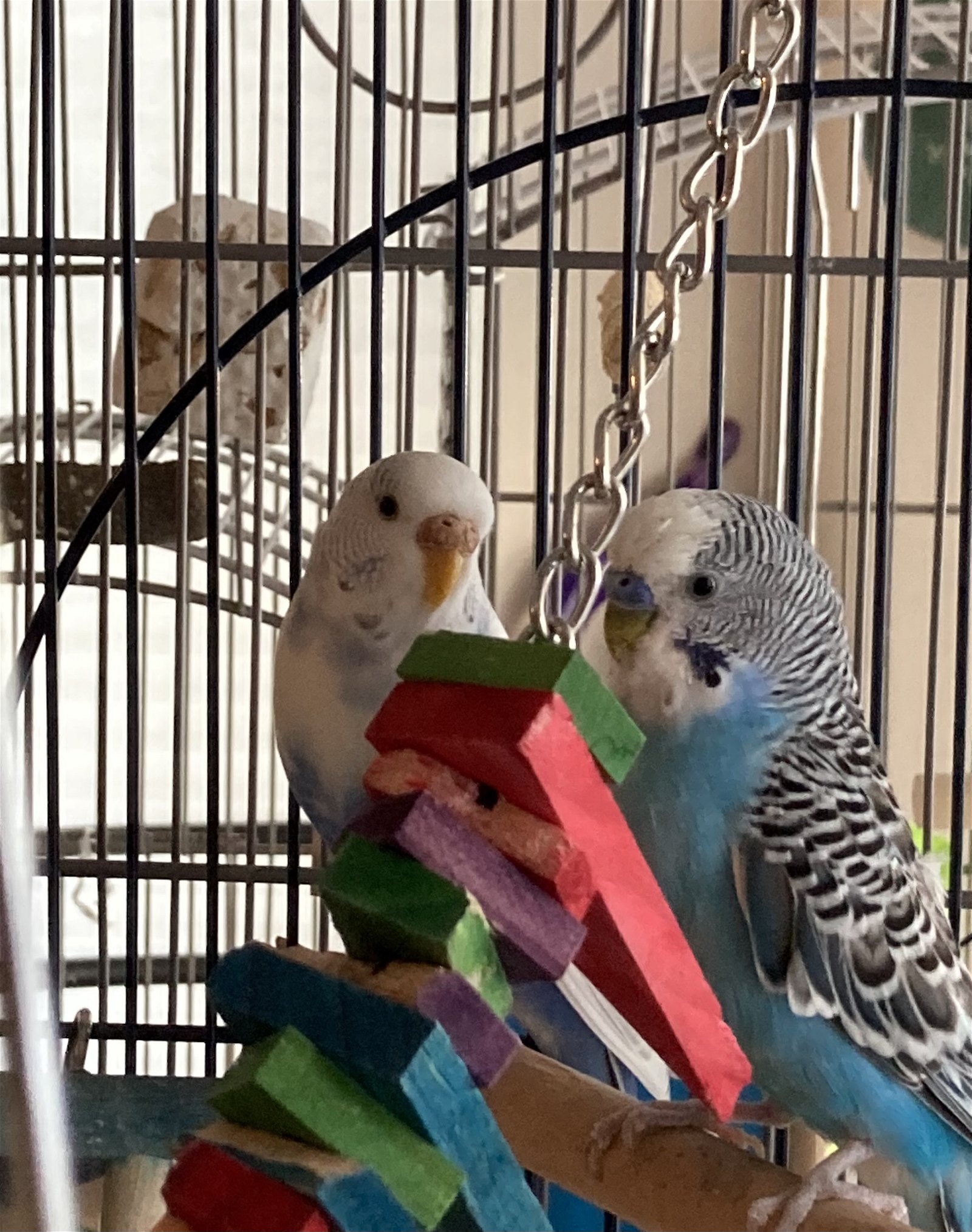 adoptable Bird in Aurora, IL named Blanche and Monty