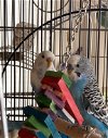 adoptable Bird in aurora, IL named Blanche and Monty