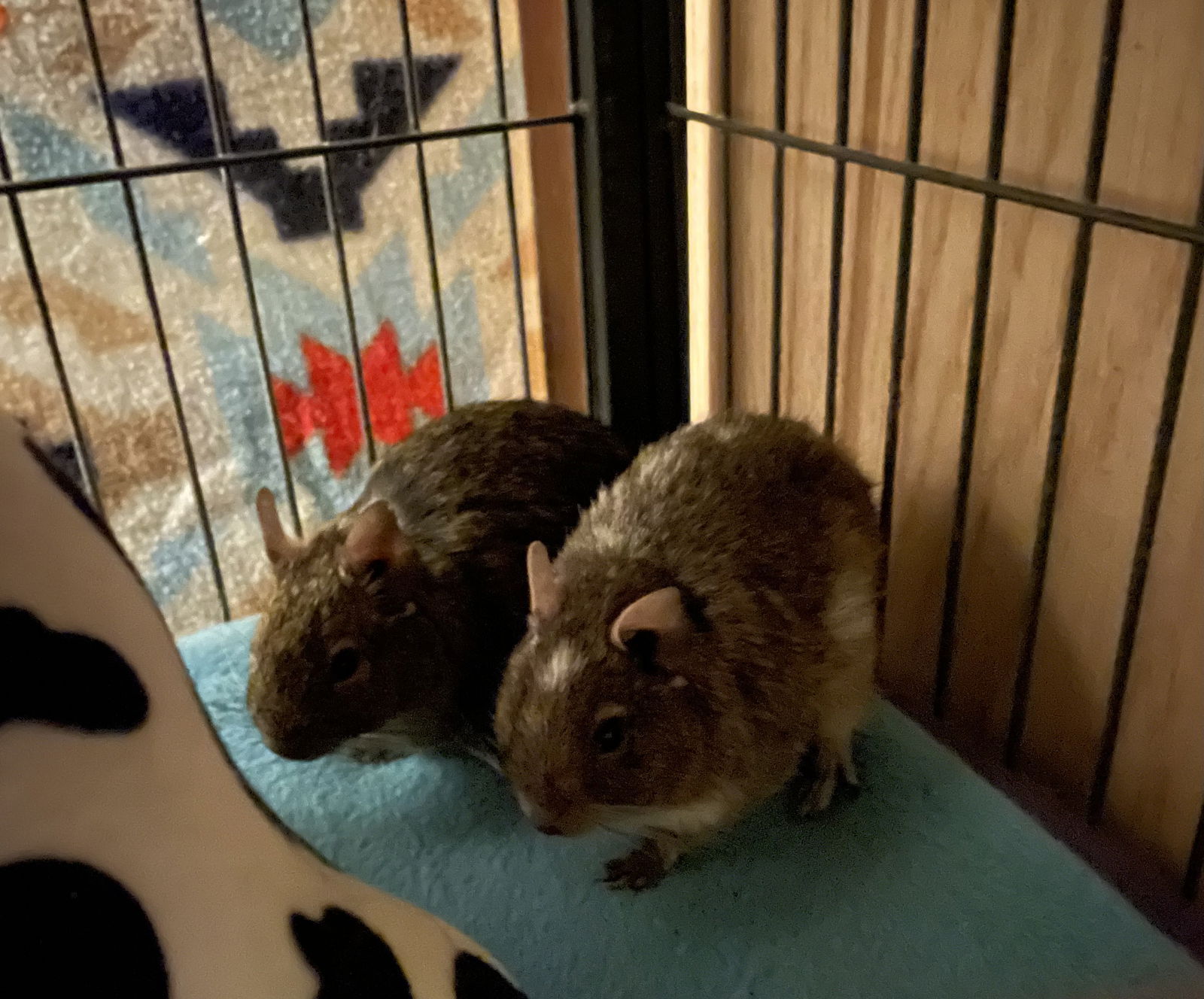 adoptable Degu in Aurora, IL named Gizmo and Glitch