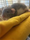adoptable Rat in  named Crouton, Jasper, Ozzy & Rocky