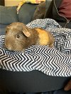 adoptable Guinea Pig in aurora, IL named Coco and Rose