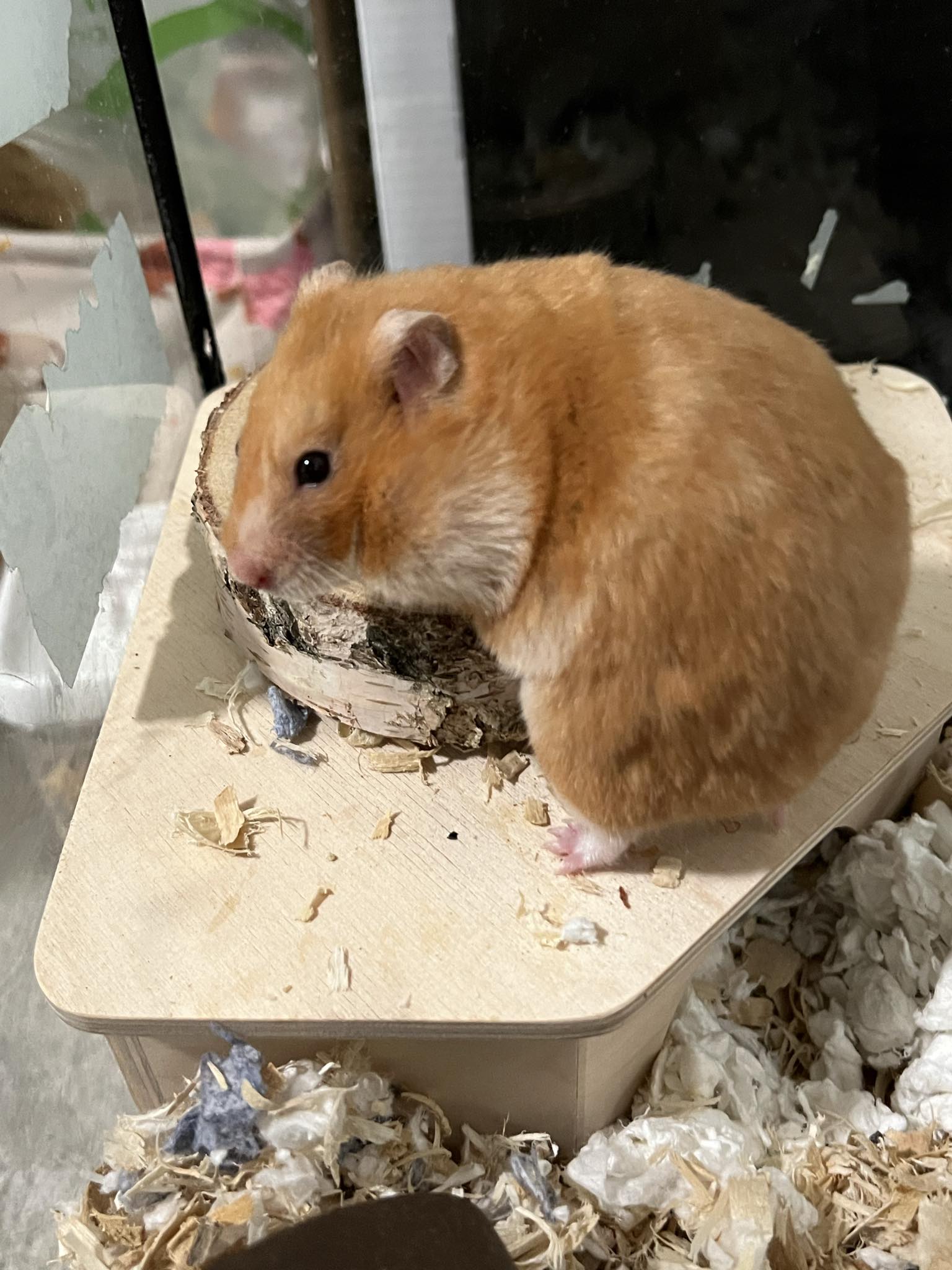 adoptable Hamster in Aurora, IL named Abby